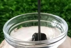 Cara Mengoptimalkan Agar Uban Hilang Hanya Gunakan Kopi