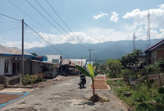 Soal Pohon Pisang di Tengah Jalan, Begini Tanggapan Lurah