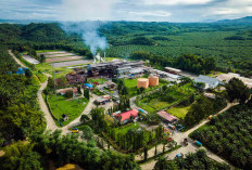 Mengoptimalkan Potensi Sawit sebagai Sumber Energi Terbarukan