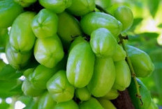 Memiliki Rasa Asam Ternyata Belimbing Wuluh Punya Seribu Manfaat