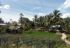 Warga Manfaatkan Sawah Kering untuk Tanam Cabai