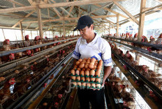 MBG 2026 Butuh 82,9 Juta Porsi, Produksi Protein Dipercepat