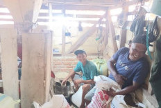 Harga Kopi Terjun Bebas, Petani Terpaksa Tunda Penjualan