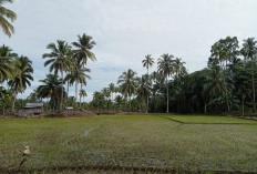 Petani Lebong Diingatkan, Pemupukan Padi Harus Terjadwal dan Disertai Perawatan