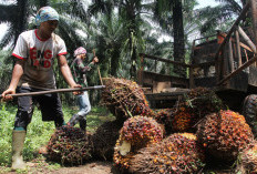 Petani Apresiasi Pabrik Kelapa Sawit yang Beli TBS dengan Harga Sesuai Ketentuan Disbun