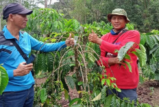 Teknik Perbanyakan Kopi Menggunakan Stek