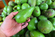 5 Manfaat Alpukat, Pencernaan Bakalan Makin Sehat 