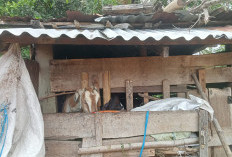 Pemdes Karang Anyar Ajak Masyarakat Mandiri Lewat Peternakan Kambing