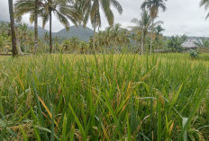 Petani Diminta Tidak Menjual Seluruh Hasil Panen Padi