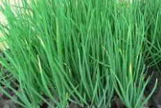 Cara Budidaya Bawang Daun di Rumah Agar Panen Melimpah