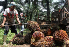 Harga TBS Sawit Mitra Swadaya Riau Naik, Tembus Sebegini
