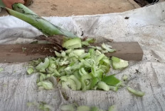 Cara Membuat Kompos dari Batang Pisang, Rumput Liar, dan Kotoran Kambing