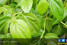 4 Manfaat Daun Sirih, Kolesterol Bakalan Ambyar