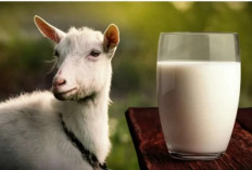 Rekomendasi Sabun dari Susu Kambing, Kekayaan Manfaat 