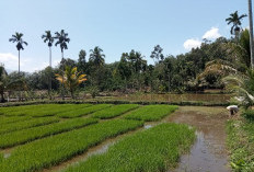 Baru 50 Persen Petani di Bingin Kuning Turun Tanam, Penyuluh Minta Percepatan