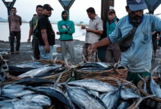 Tak Harus Minum Susu, Coba 4 Jenis Ikan Tinggi Kalsium Ini