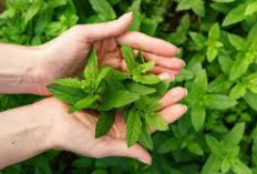  Jarang Diketahui Manfaatnya, Daun Mint Bikin Kulit Cantik dan Sehat