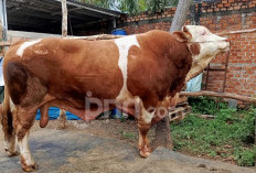Prabowo Gelontorkan Rp100 Miliar Buat Sapi Kurban, LIMA: Cenderung Berlebihan