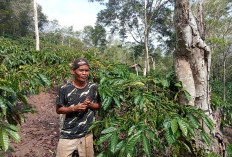 Harga Kopi Lagi Tinggi, Petani Diimbau Jaga Hasil Panen
