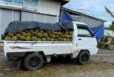 Harga Durian Menta di Tingkat Petani Anjlok, Hanya Rp 5 Ribu Per Buah