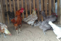 5 Jenis Ayam Petelur Berkualitas untuk Dibudidayakan