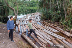 Timpang, RI Punya 125 Juta Hektare Hutan yang Mengawasi Cuma 4.800 Polhut 