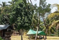 Jangan Jual Semua Hasil Panen, Ini Pesan Penyuluh untuk Petani Bingin Kuning