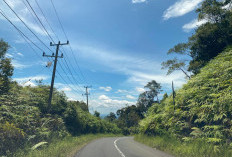 Pinggir Jalan Lebong-Bengkulu Utara Menyemak Ancam Pengendara