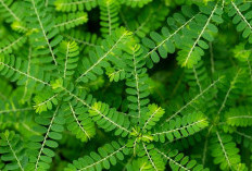 Khasiat Daun Maniran (Phyllanthus niruri) untuk Kesehatan