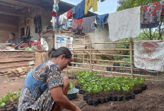 Dampak Harga Kopi Naik, Permintaan Bibit Kopi di Lebong Tengah Meningkat