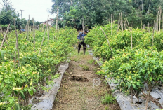 Benarkah Kotoran Ayam Bagus Untuk Bertanam Cabe?