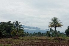 Lahan Sawah Alami Kekeringan, Petani Terkendala Kelola Lahan