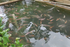Cara Mempercepat Pertumbuhan Ikan Nila di Kolam