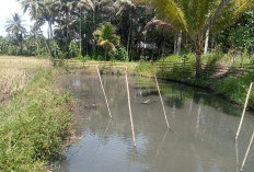 Usai Panen Padi, Petani Lebong Tengah Langsung Garap Kolam Ikan