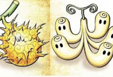 Oda Bongkar Buah Iblis yang Bisa Kalahkan Keabadian Five Elders One Piece
