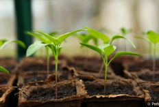 Berkebun Cabe Rawit di Rumah: Hobi Menyenangkan yang Menguntungkan