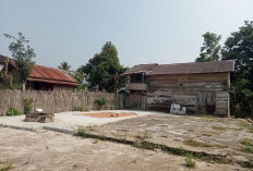 Harga Kopi Merangkak Naik, Petani Kembali Bergairah 