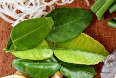 Tips Menyimpan Daun Jeruk Agar Tetap Segar Hingga 3 Bulan