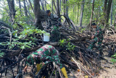 TNI Giat Lestarikan Pelestarian Pohon Mangrove di Enggano