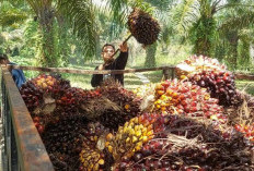 Harga TBS Sawit Anjlok Pascapengumuman Badan Ekspor Baru PT DSI, Petani Resah