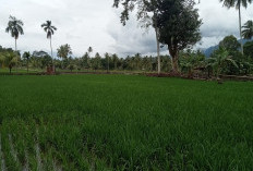 Musim Penghujan, Penyuluh Diharapkan Aktif Dampingi Petani