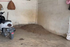 Harga Kopi Lebong Mulai Pulih, Tembus Rp48 Ribu per Kg Pasca-Lebaran