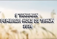 Wajib Punya di 2026! 5 Tanaman Pembawa Hoki, Keberuntungan, dan Rezeki Tak Terduga