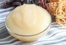 Fakta Atau Mitos Sea Moss Gel Kaya Manfaat untuk Kesehatan Tubuh dan Kulit?