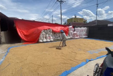 Panen Raya Tiba, Petani Sumringah
