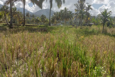 Petani Lebong Tengah Rawat Tunas Padi Usai Panen untuk Hasilkan Padi Batet