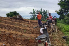 Optimalkan Kebun, Pemdes Mangkurajo Edukasi Petani Tingkatkan Penghasilan