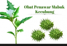 Menangkal Racun Kecubung: Memahami Obat Penawar Mabuk Kecubung