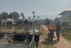 Harga Ikan Mas Meroket, Petani di Lebong Tengah Kesulitan Bibit