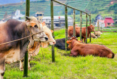 Panduan Lengkap Memilih Hewan Qurban Sesuai Syariat dan Standar Kesehatan